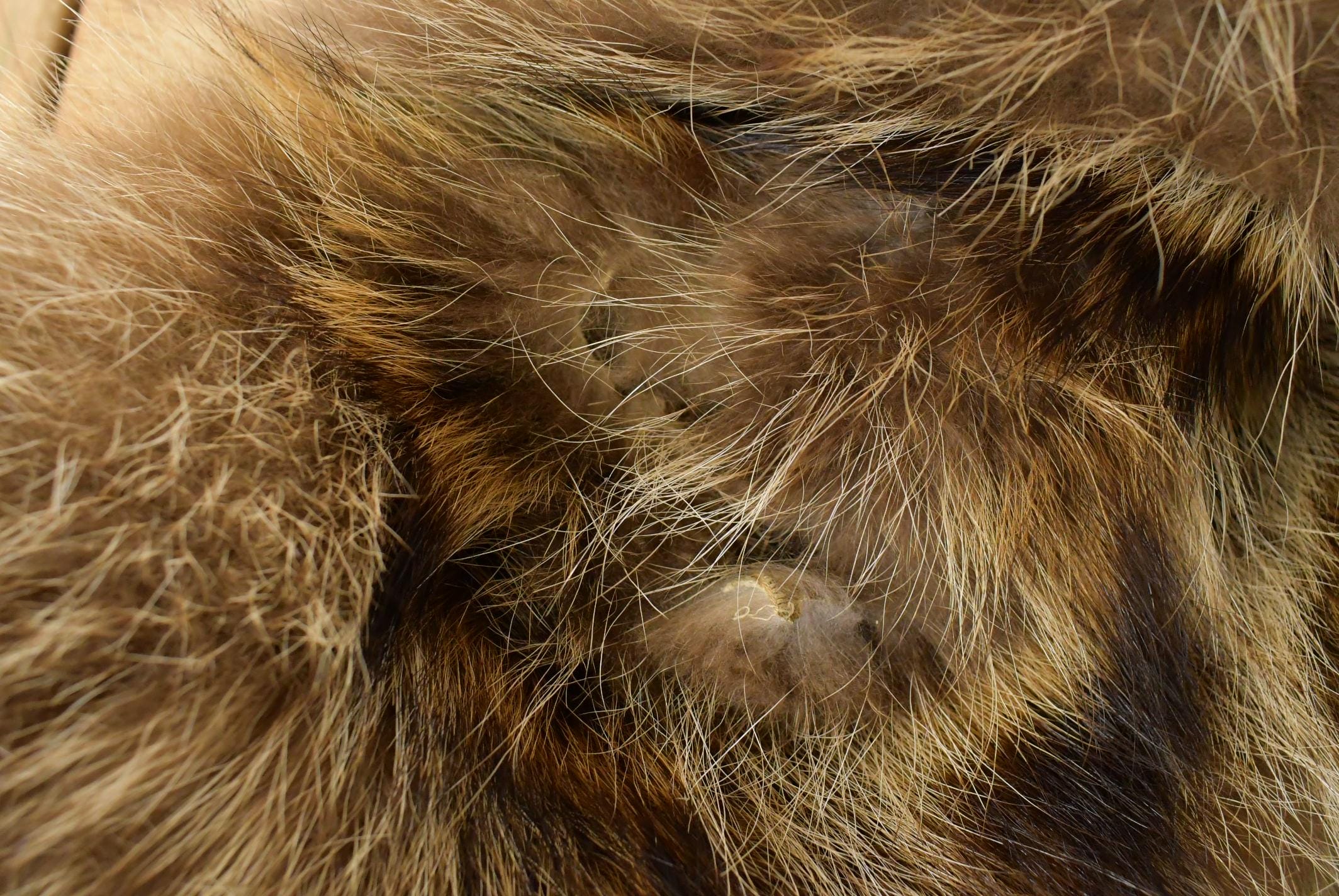 Vintage 1980s Ricky & Ingo Full Length Brown Raccoon Fur Coat Adult M Men's Medium - Image 6